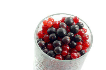 Red and black currant  berries