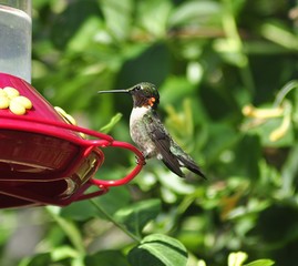 hummingbird