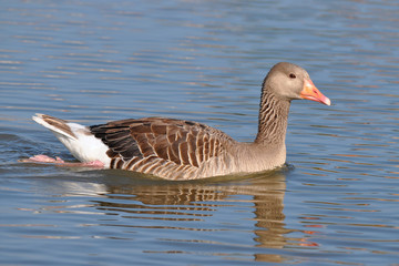 greylag goose and beautiful lake surface