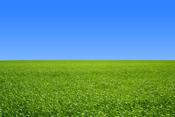 Fototapeta premium 草原と青空