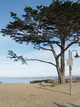Beach Tree