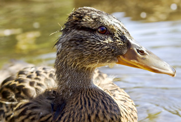 duck portrait