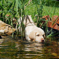 Welpe im  Garten Teich