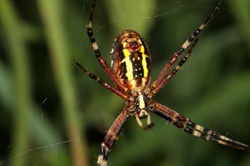 Wespenspinne im Netz