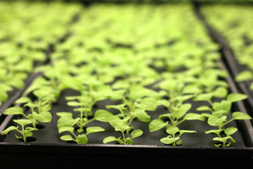 Plants in greenhouse