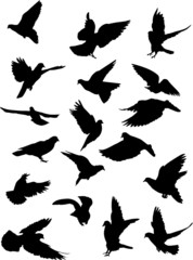 eighteen pigeon silhouettes