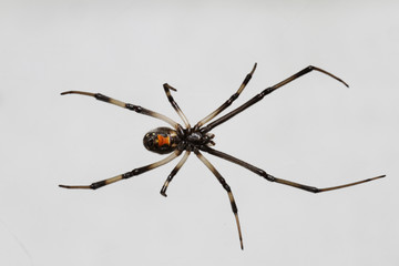 Young_Black_Widow_Spider_Isolated_on_White