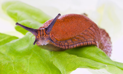 Nacktschnecke auf Salatblatt