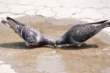 Two pigeons drinking water