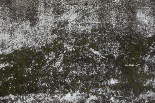 moho en la pared