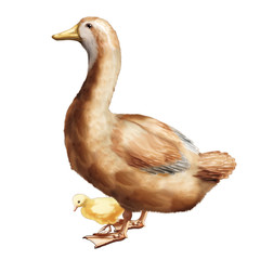 Saxony Duck chick