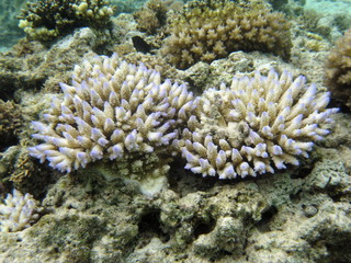 Fototapeta na wymiar 珊瑚