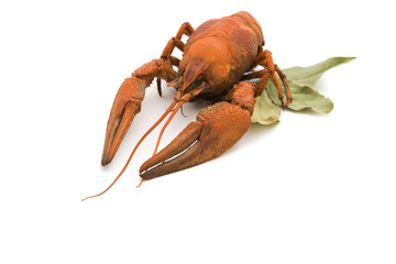 Lobster on a white background with laurel leaves.