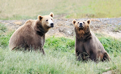 Two bears looking at Viewer