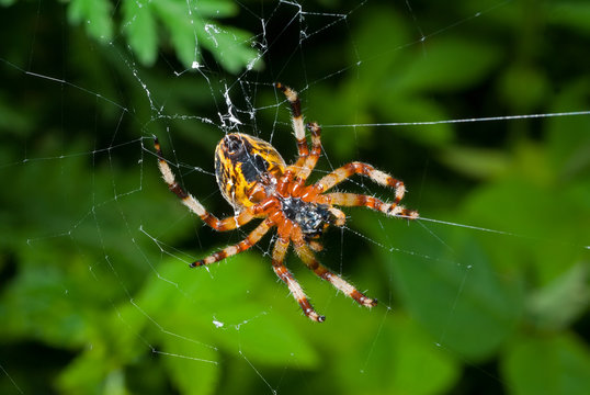 Spider on spider-web 16