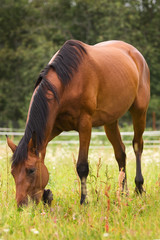 Hannoveraner horse walking on grass field