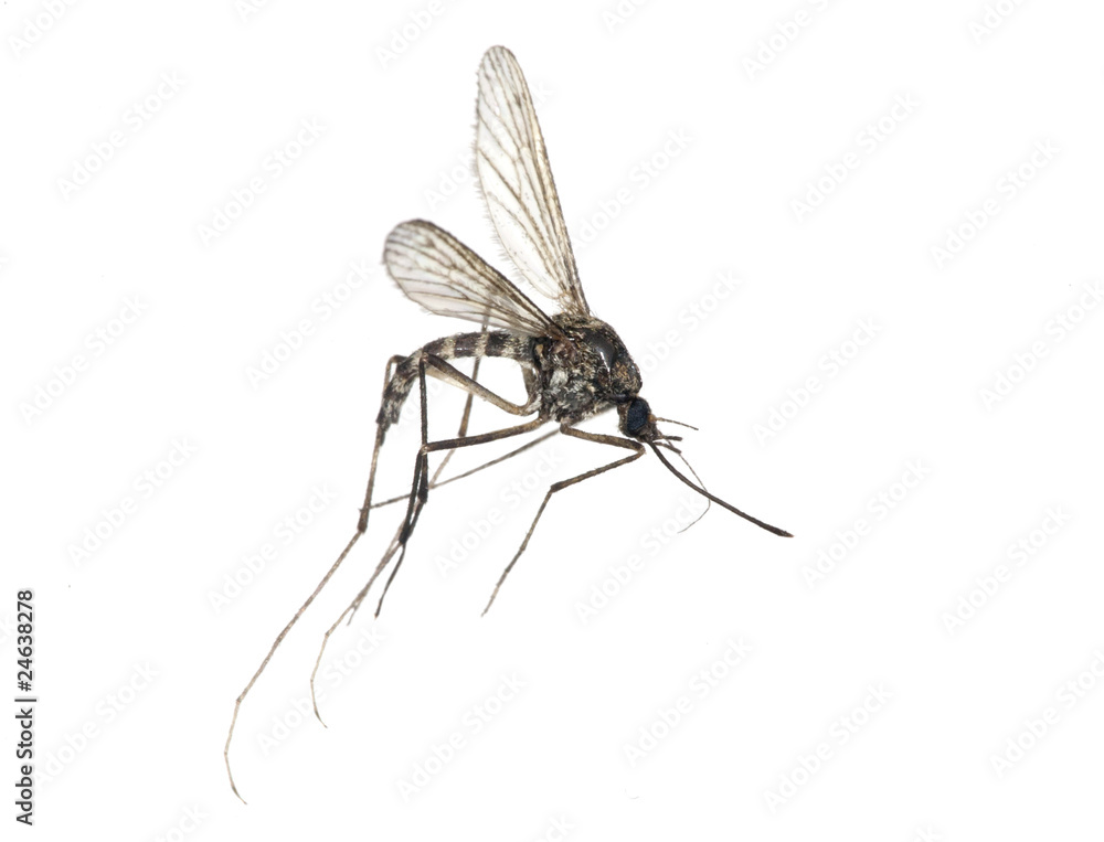 Wall mural small mosquito isolated on white