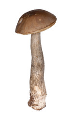 brown cap boletus isolated on white
