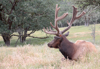 Naklejka na ściany i meble Elk with Large Rack