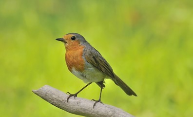 Fototapeta premium Petirrojo ( Erithacus rubecula ) en posadero