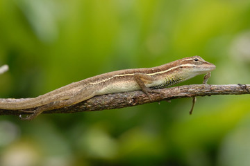 Anolis auratus - (Polychrotidae sauria)