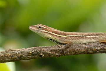 Anolis auratus - (Polychrotidae sauria)