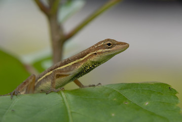 Anolis auratus - (Polychrotidae sauria)