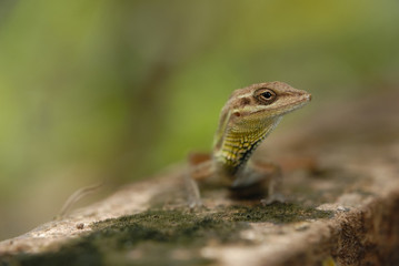 Anolis auratus - (Polychrotidae sauria)