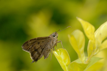 Potrillo skipper - (Cabares potrillo)