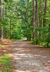 Fototapeta premium Wide Path Through Green Forest