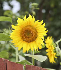 Obraz premium Beautiful sunflower