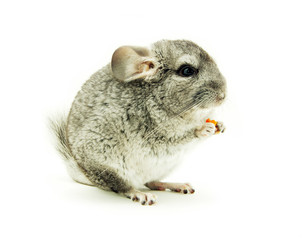 chinchilla