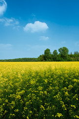 Obraz premium Rapsfeld