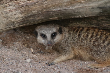 Erdmännchen in Deckung