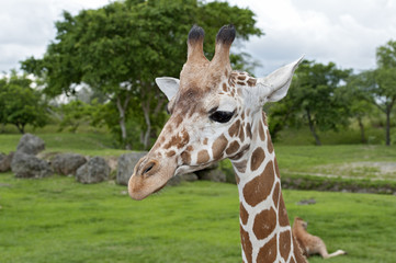 Giraffe