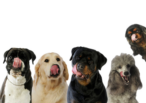 cinq chiens rigolos et  diff&eacute;rents tirant la langue ensemble