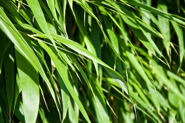feuilles de bambous