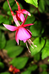 Fuschia flower 5