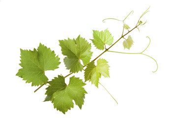 Branch of grape vine on white background