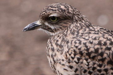 Kaptriel