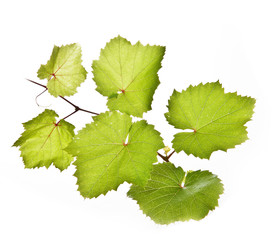 vine twig isolated on white background