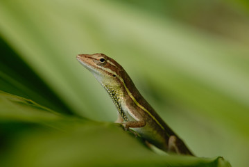 Anolis auratus - (Polychrotidae sauria)