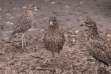 Kaptriel