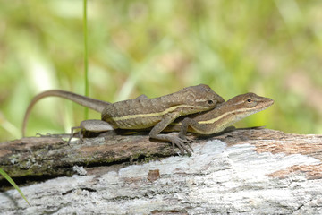 Anolis auratus - (Polychrotidae sauria)