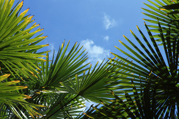 Palm trees in blue sky