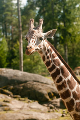 giraff
