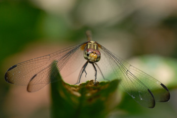 Libellula