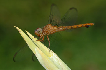 Libellula