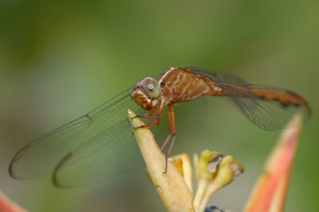 Libellula