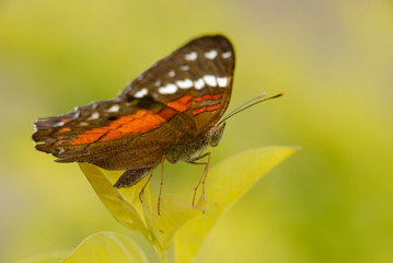 Anartia amathea